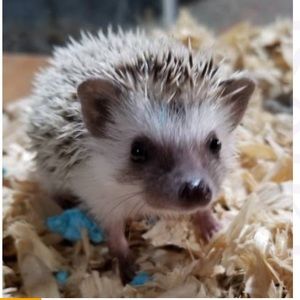 Meet your Posher, Cortlandt